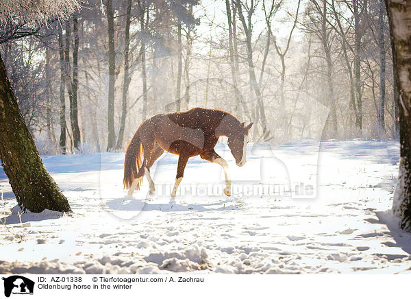 Oldenburg horse in the winter / AZ-01338