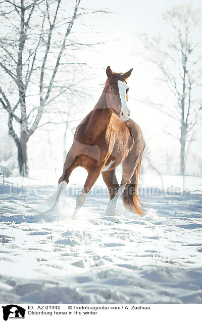 Oldenburg horse in the winter / AZ-01340
