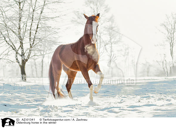 Oldenburg horse in the winter / AZ-01341