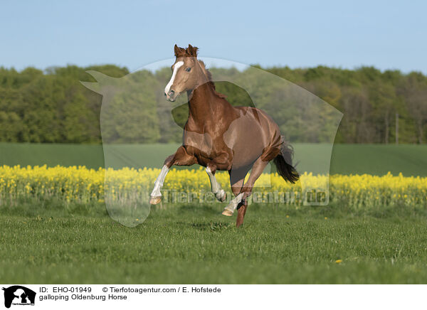galoppierender Oldenburger / galloping Oldenburg Horse / EHO-01949