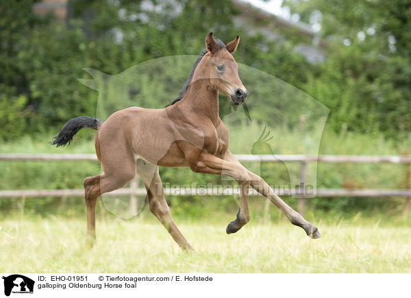 galoppierendes Oldenburger Fohlen / galloping Oldenburg Horse foal / EHO-01951