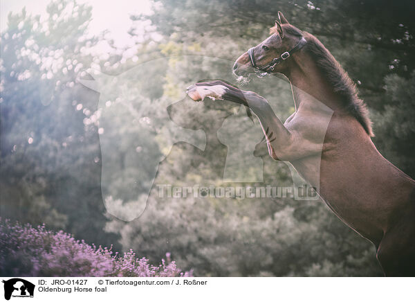 Oldenburg Horse foal / JRO-01427