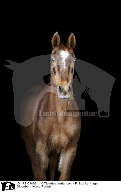 Oldenburg Horse Portrait / PB-01402
