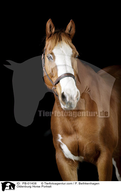 Oldenburger Portrait / Oldenburg Horse Portrait / PB-01408