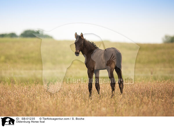 Oldenburger Fohlen / Oldenburg Horse foal / SB-01235