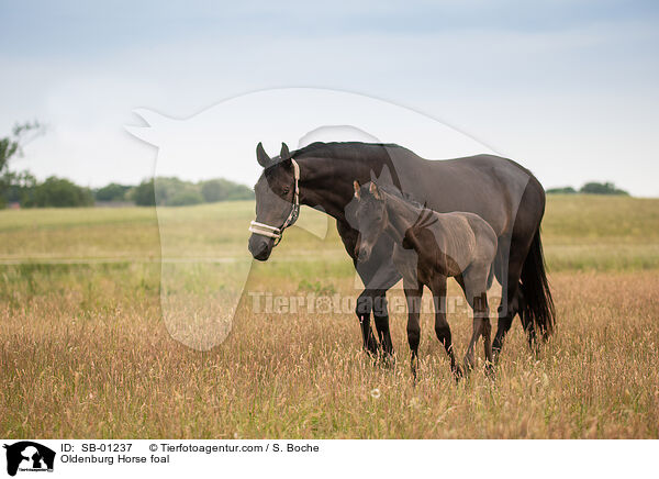 Oldenburger Fohlen / Oldenburg Horse foal / SB-01237