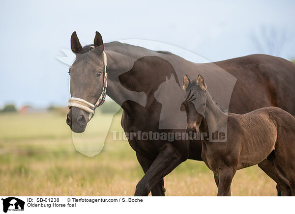 Oldenburger Fohlen / Oldenburg Horse foal / SB-01238