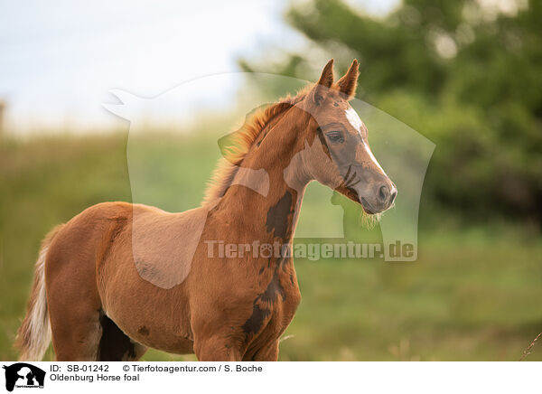 Oldenburger Fohlen / Oldenburg Horse foal / SB-01242