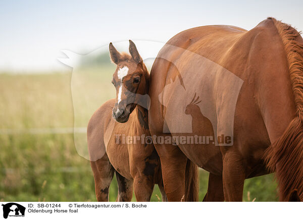 Oldenburger Fohlen / Oldenburg Horse foal / SB-01244