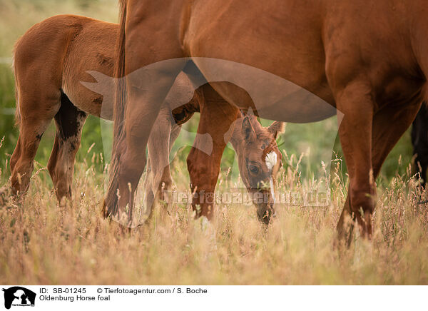 Oldenburger Fohlen / Oldenburg Horse foal / SB-01245