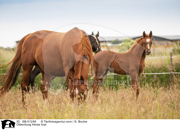 Oldenburger Fohlen / Oldenburg Horse foal / SB-01246