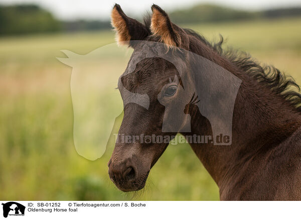 Oldenburger Fohlen / Oldenburg Horse foal / SB-01252