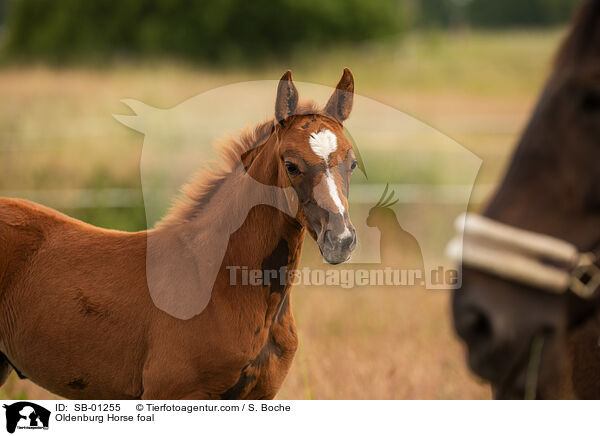 Oldenburger Fohlen / Oldenburg Horse foal / SB-01255