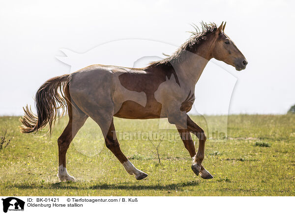 Oldenburger Hengst / Oldenburg Horse stallion / BK-01421