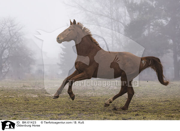 Oldenburger / Oldenburg Horse / BK-01423