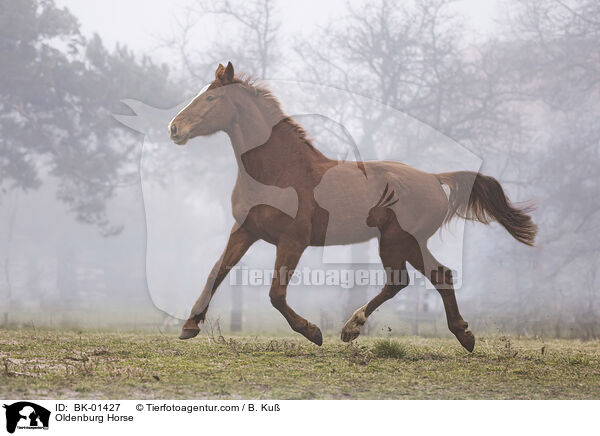 Oldenburg Horse / BK-01427