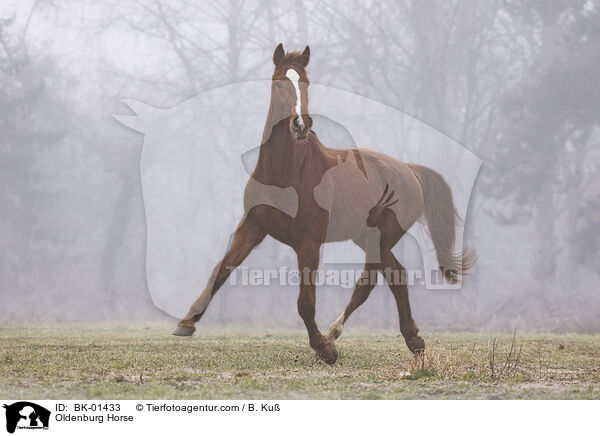 Oldenburger / Oldenburg Horse / BK-01433