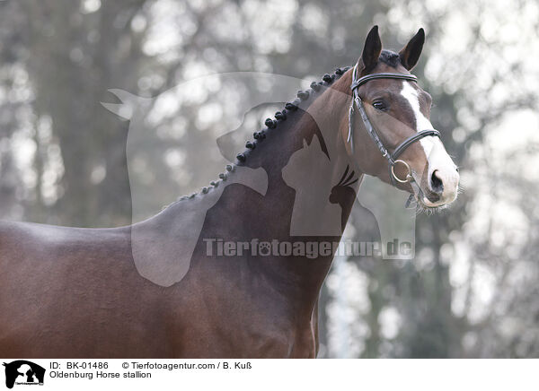 Oldenburger Hengst / Oldenburg Horse stallion / BK-01486