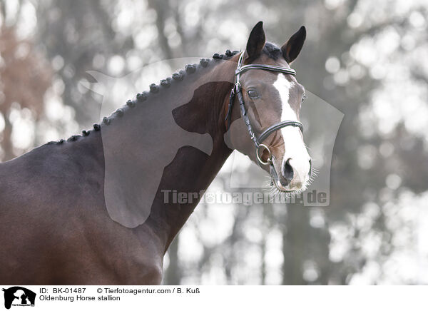 Oldenburger Hengst / Oldenburg Horse stallion / BK-01487