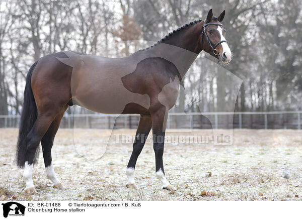 Oldenburger Hengst / Oldenburg Horse stallion / BK-01488