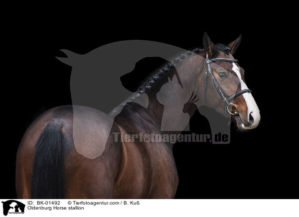 Oldenburger Hengst / Oldenburg Horse stallion / BK-01492