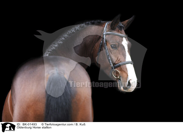 Oldenburger Hengst / Oldenburg Horse stallion / BK-01493