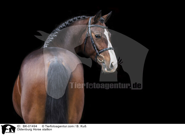Oldenburger Hengst / Oldenburg Horse stallion / BK-01494