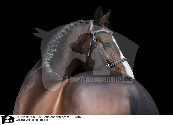 Oldenburger Hengst / Oldenburg Horse stallion / BK-01495