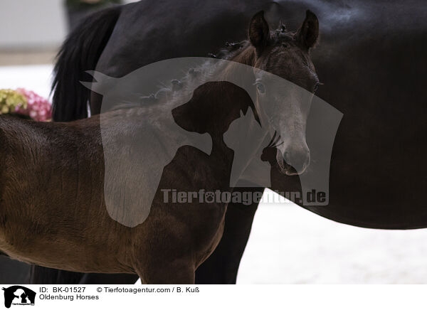 Oldenburger / Oldenburg Horses / BK-01527