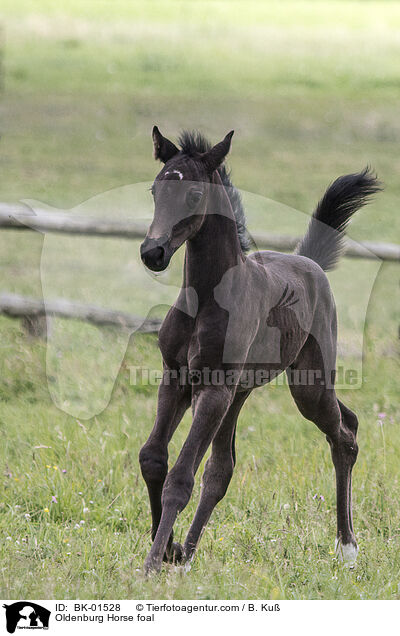 Oldenburger Fohlen / Oldenburg Horse foal / BK-01528