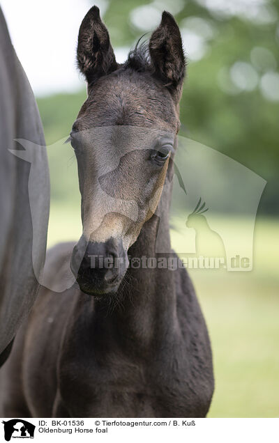 Oldenburger Fohlen / Oldenburg Horse foal / BK-01536