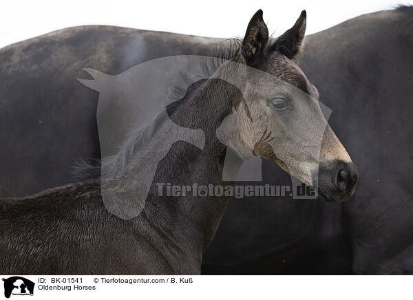 Oldenburger / Oldenburg Horses / BK-01541