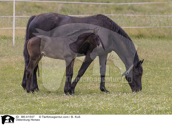 Oldenburg Horses / BK-01547