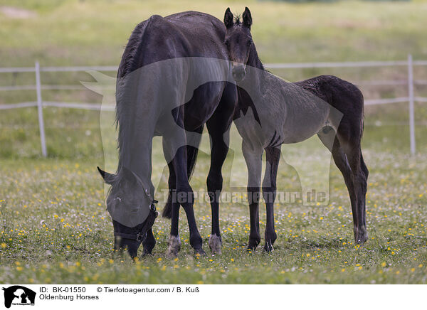 Oldenburg Horses / BK-01550