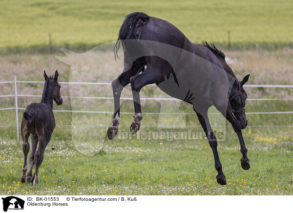 Oldenburger / Oldenburg Horses / BK-01553