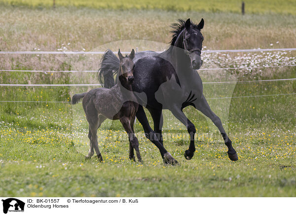 Oldenburg Horses / BK-01557