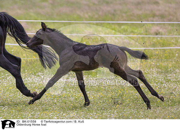 Oldenburg Horse foal / BK-01558