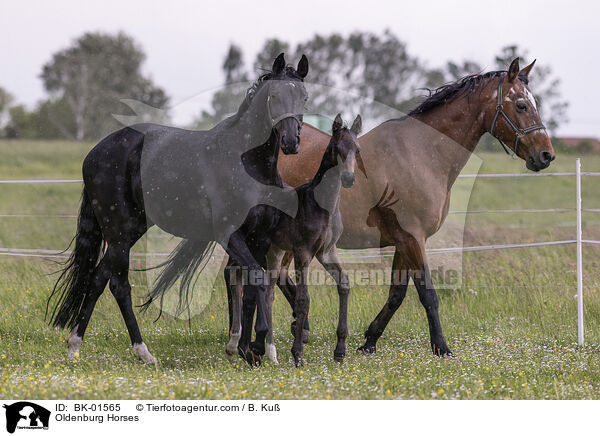 Oldenburg Horses / BK-01565