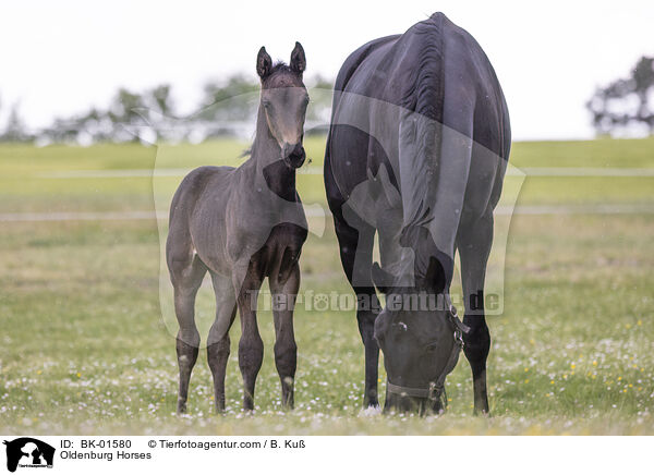 Oldenburg Horses / BK-01580