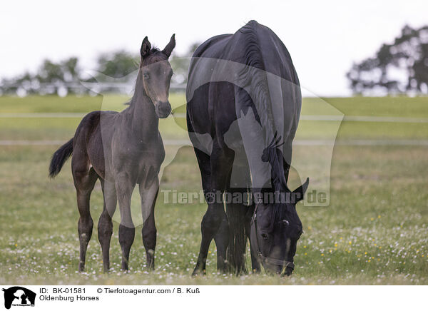 Oldenburger / Oldenburg Horses / BK-01581