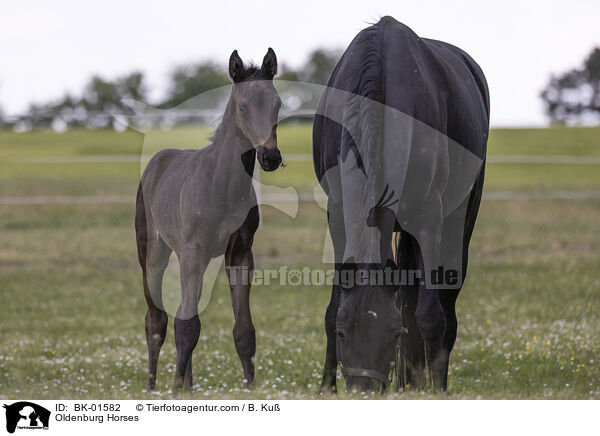 Oldenburger / Oldenburg Horses / BK-01582