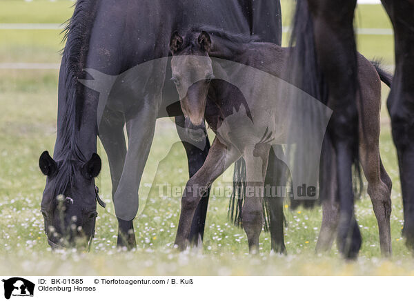 Oldenburger / Oldenburg Horses / BK-01585