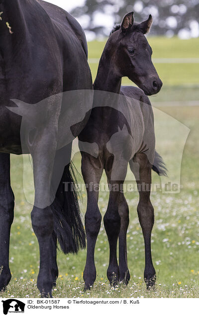 Oldenburger / Oldenburg Horses / BK-01587