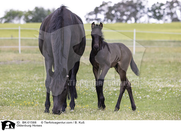 Oldenburger / Oldenburg Horses / BK-01588