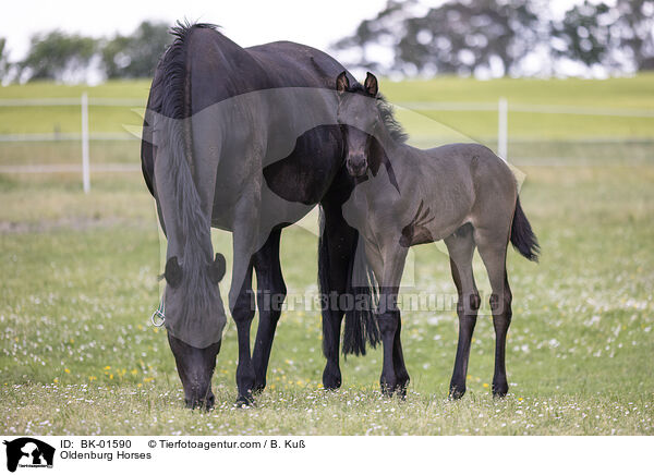 Oldenburger / Oldenburg Horses / BK-01590