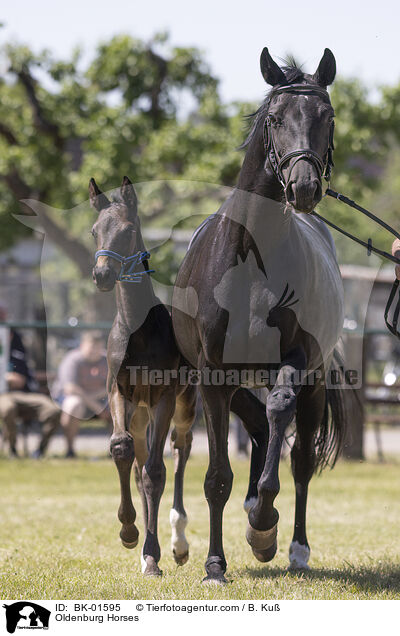 Oldenburger / Oldenburg Horses / BK-01595