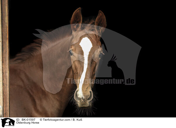 Oldenburg Horse / BK-01597