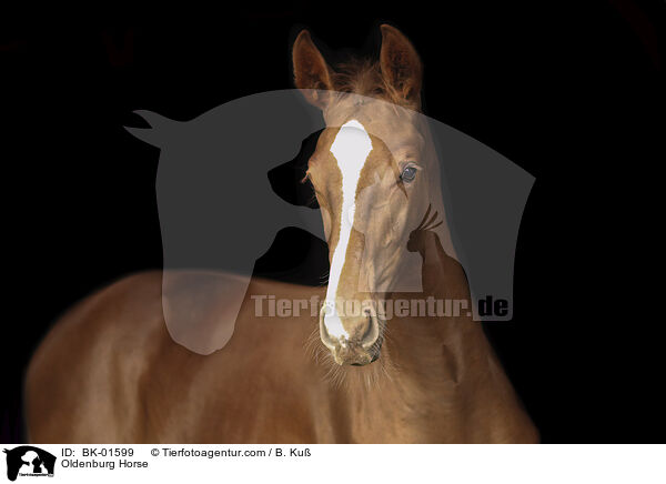 Oldenburger / Oldenburg Horse / BK-01599
