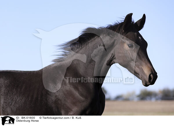 Oldenburg Horse / BK-01600