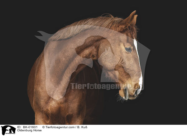Oldenburg Horse / BK-01601